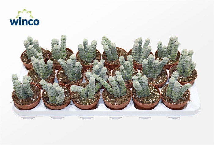 <h4>Crassula Plegmatoides</h4>