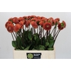 Dahlia BA 'Cornel Bronze'
