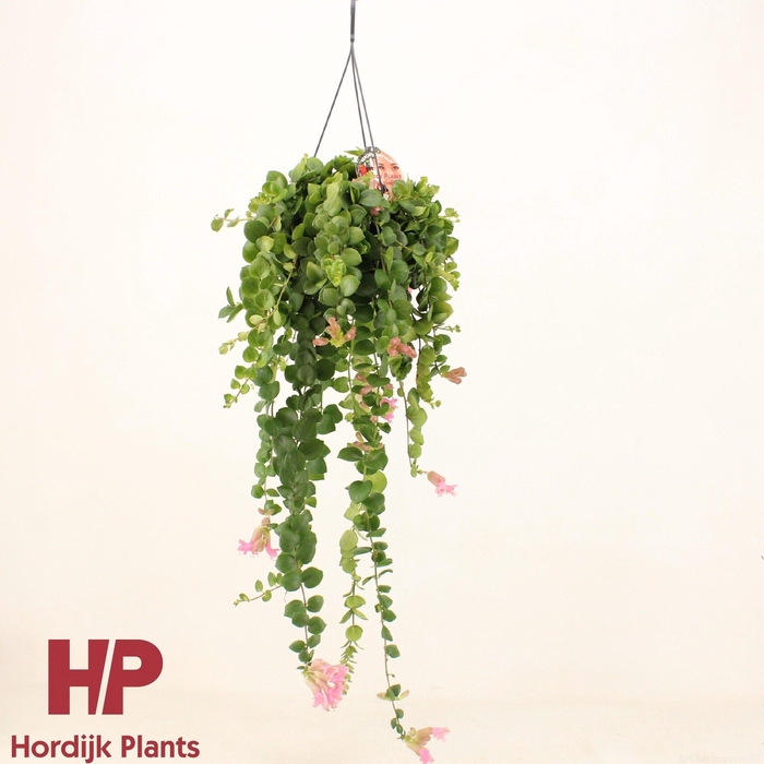 <h4>Aeschynanthus Pink Polka; bloeiend</h4>