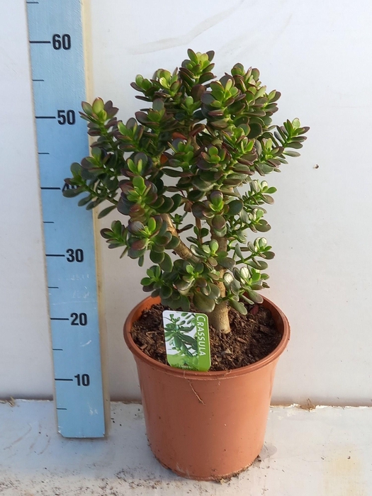 <h4>CRASS OVERIG</h4>