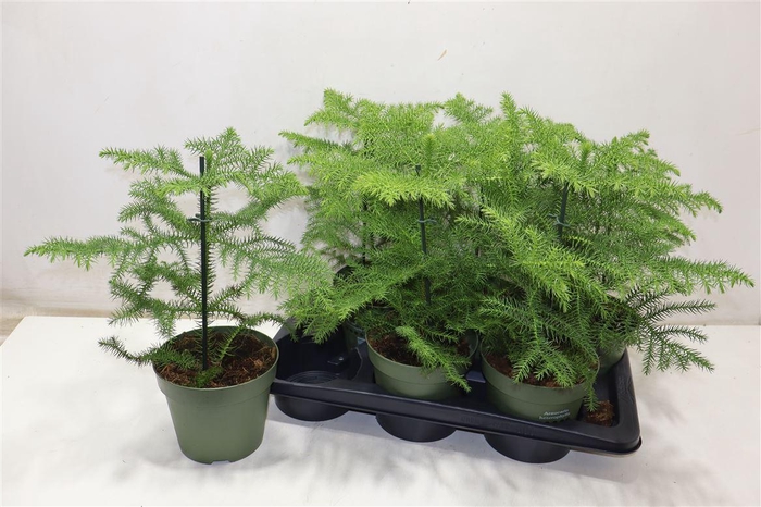 <h4>Arau Heterophyl</h4>