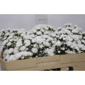 ASTER MARIANA 050 CM