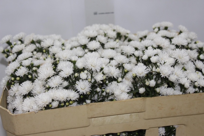 <h4>ASTER MARIANA 050 CM</h4>