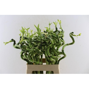 Drac S Lucky Bamboo