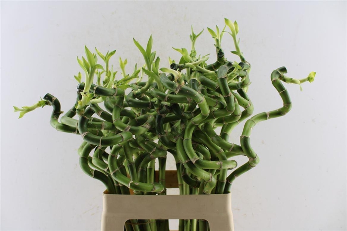 <h4>Drac S Lucky Bamboo</h4>