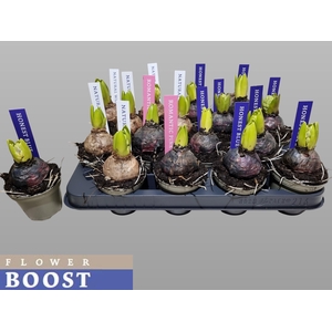 HYACIN PEAR GEM 4 KL