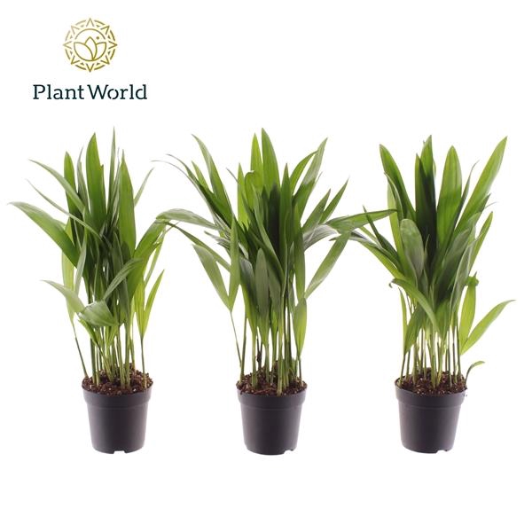 <h4>Chrysalidocarpus lutescens overig</h4>
