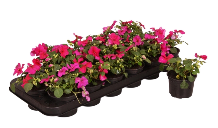 <h4>Impatiens Walleriana paars p9</h4>