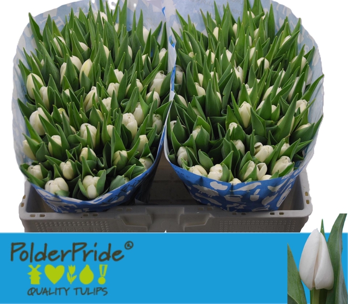 <h4>TU EN SNOWMEN</h4>