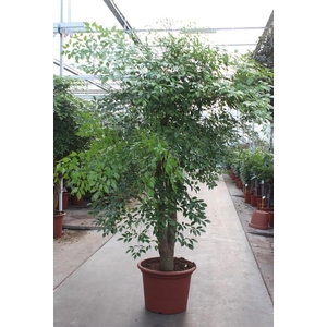 Heteropanax chinensis