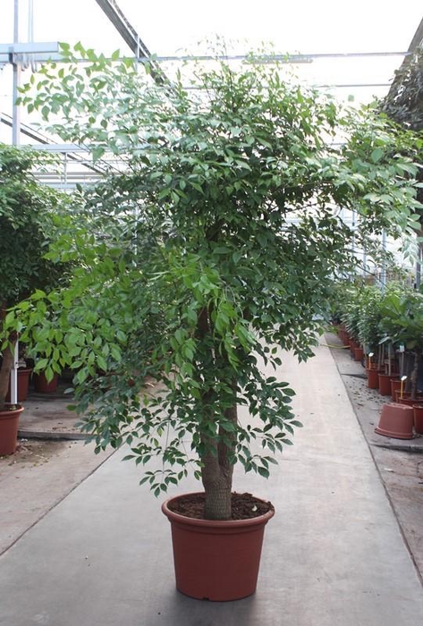 <h4>Heteropanax chinensis</h4>