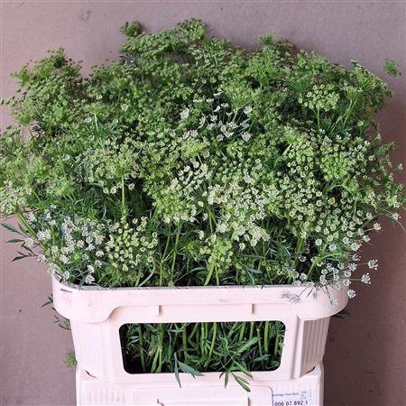 <h4>AMMI MAJUS</h4>