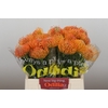 Nutans Ayoba Orange
