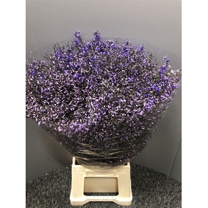 Genista 400gr Col Milka