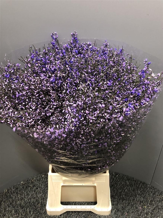 <h4>Genista 400gr Col Milka</h4>