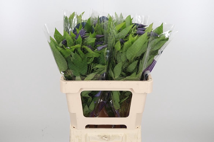 <h4>Clem Amazing Oslo</h4>