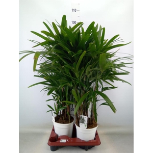Rhapis excelsa