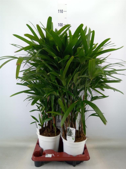 <h4>Rhapis excelsa</h4>
