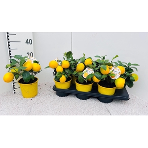 Citrus meyeri Lemon medi-bush (s2)