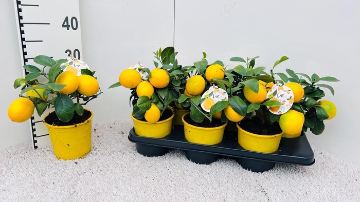 <h4>Citrus meyeri Lemon medi-bush (s2)</h4>