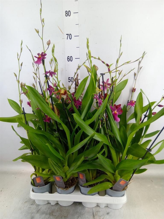 <h4>Cambria   ...mix</h4>