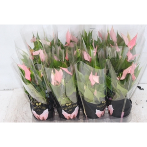 ANTHURIUM LILLI P09 PREMIUM