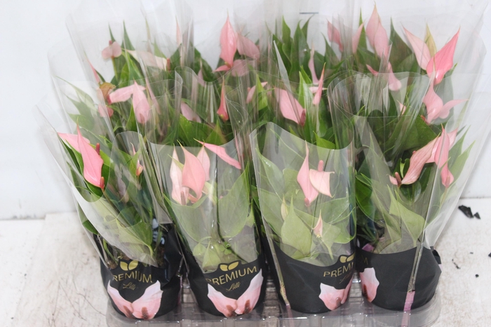 <h4>ANTHURIUM LILLI P09 PREMIUM</h4>