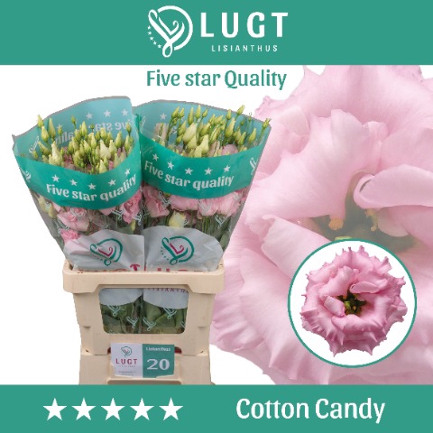 <h4>Lisianthus Cotton Candy</h4>