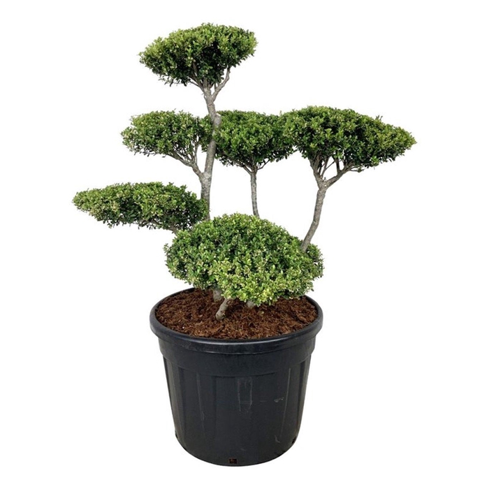 <h4>Ilex crenata</h4>