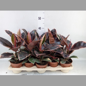 Ficus elastica 'Belize'