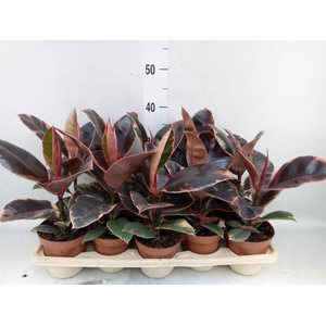 Ficus elastica 'Belize'