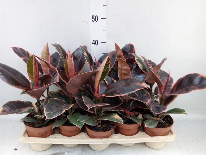 <h4>Ficus elastica 'Belize'</h4>
