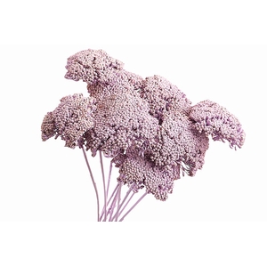 Achillea Lilac Wash