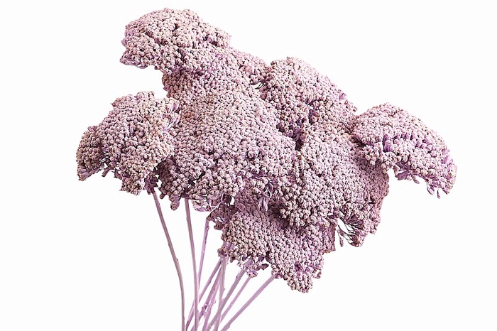 <h4>Achillea Lilac Wash</h4>