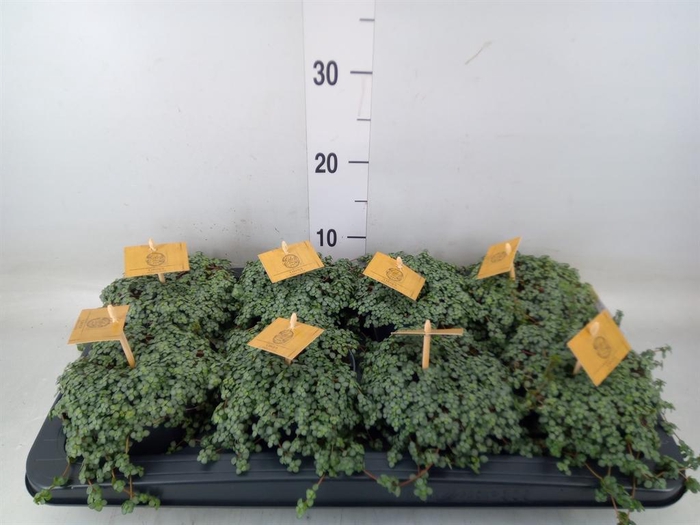 <h4>Pilea glaucophylla 'Greyzy'</h4>