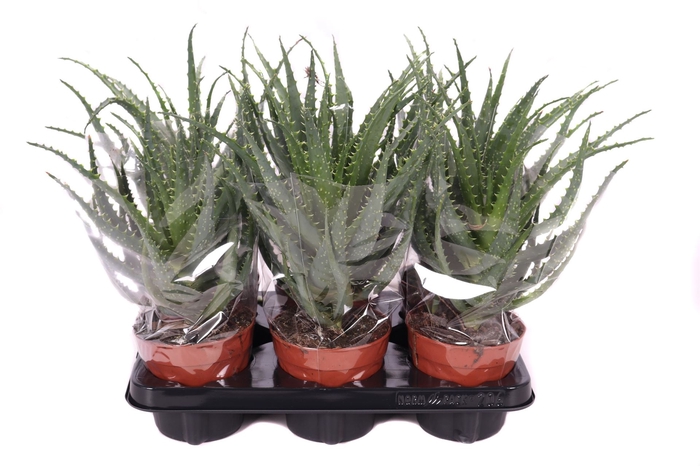 <h4>Aloe arborescens</h4>