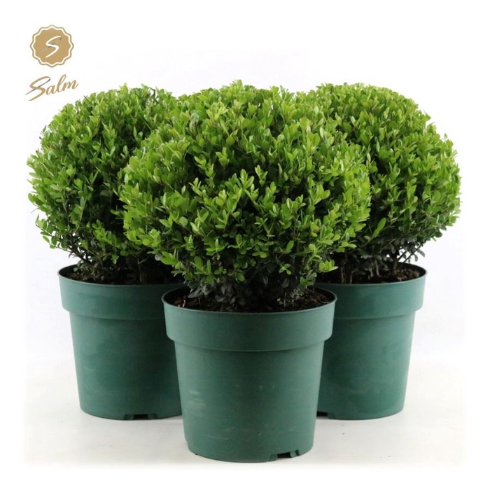 <h4>Ilex crenata 'Jenny'</h4>