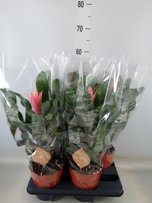 <h4>Aechmea   ...</h4>