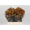 Anigozanthos Bush Blitz