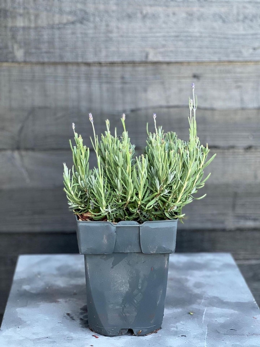 <h4>Lavandula angustifolia Hidcote</h4>