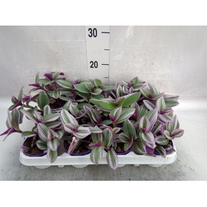 Tradescantia albif. 'Nanouk'