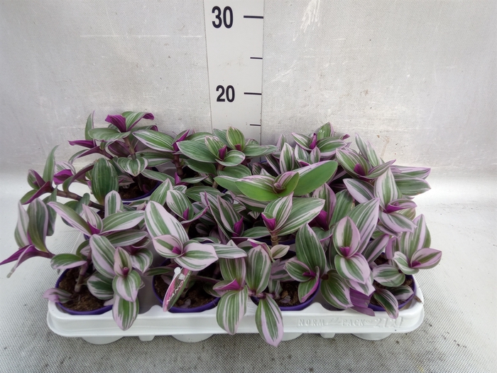 Tradescantia albif. 'Nanouk'