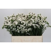 Limonium sinuatum Silvery Sun Birds
