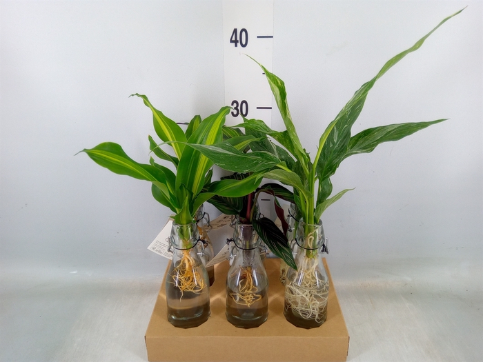 <h4>Planten  ..mix</h4>
