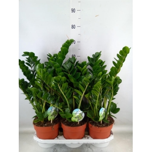 Zamioculcas zamiifolia 'Midori'