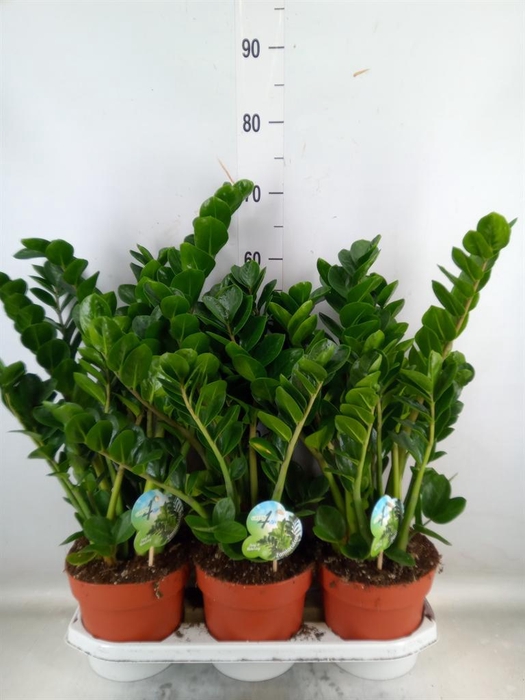 <h4>Zamioculcas zamiifolia 'Midori'</h4>