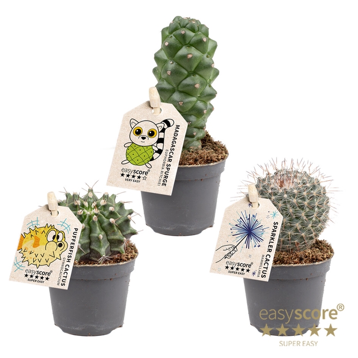 Cactus Mix (x20)