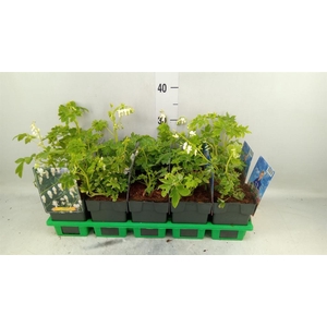 Dicentra spectabilis 'Alba'