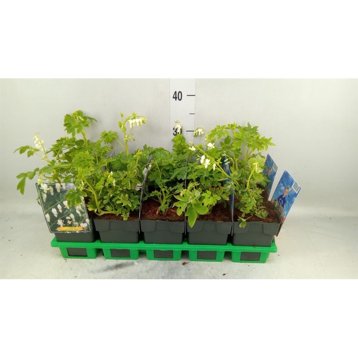 <h4>Dicentra spectabilis 'Alba'</h4>