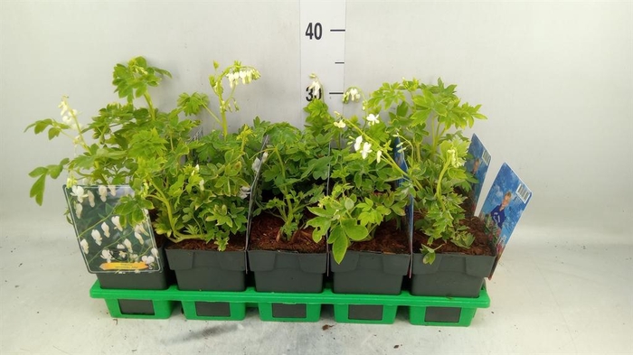 <h4>Dicentra spectabilis 'Alba'</h4>